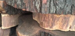 petrified wood